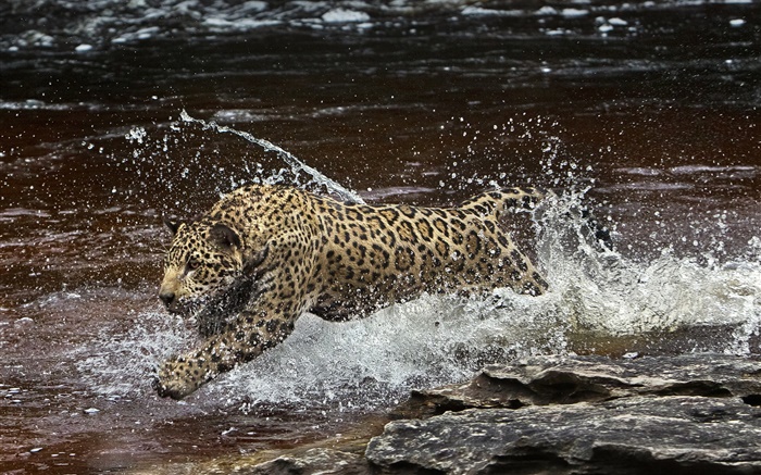 亞馬遜河，捕食者，在水中跑美洲虎 桌布 圖片