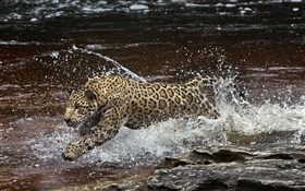 亞馬遜河，捕食者，在水中跑美洲虎 高清桌布