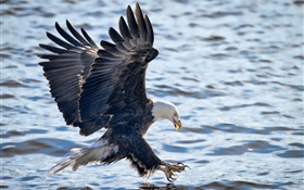 禿頭鷹飛翔，翅膀，垂釣，水上 高清桌布