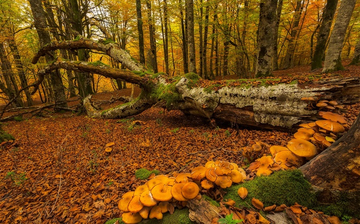 巴斯克地區，西班牙，森林，樹木，蘑菇，秋 桌布 圖片