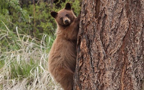 熊攀樹 高清桌布