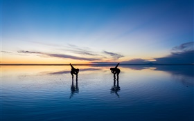 美麗的自然風光，烏尤尼鹽湖，人們跳舞，日落，日本 高清桌布