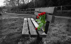 黑白照片，板凳，紅色的鬱金香花 高清桌布