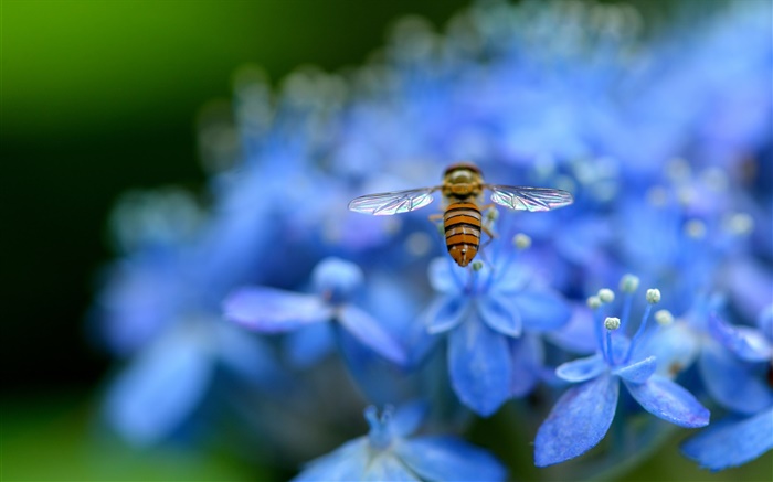 藍色繡球花，昆蟲，蜜蜂 桌布 圖片