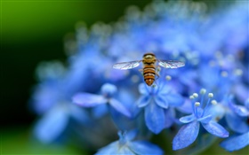 藍色繡球花，昆蟲，蜜蜂