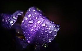 藍紫色的花，花瓣，水滴，黑色的背景
