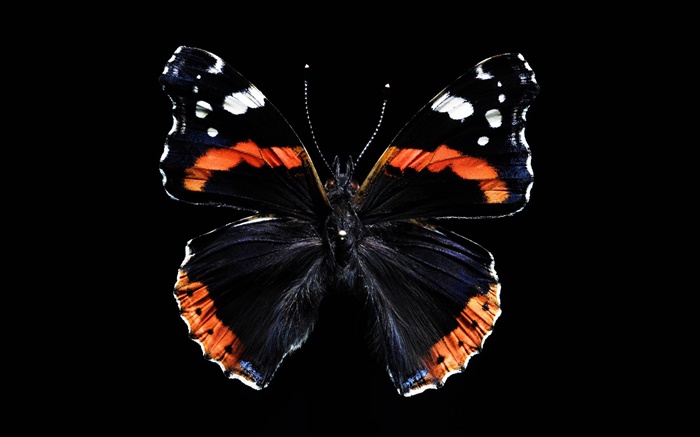 蝴蝶美麗的翅膀，黑色的背景 桌布 圖片