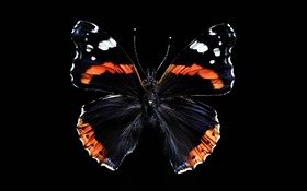 蝴蝶美麗的翅膀，黑色的背景 高清桌布