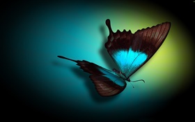 蝴蝶特寫，藍色，黑色，光 高清桌布