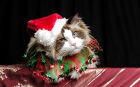 聖誕貓，帽子 高清桌布