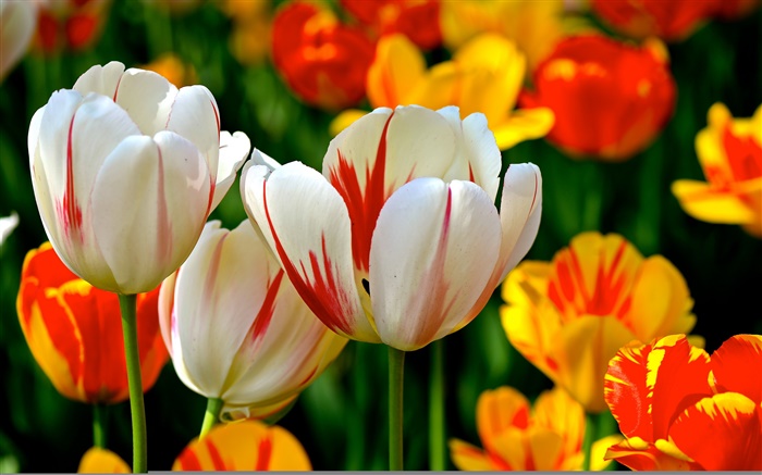 七彩花瓣，白橙紅色，鬱金香，花 桌布 圖片