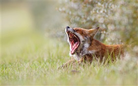 可愛的狐狸打哈欠，早晨，草，背景虛化
