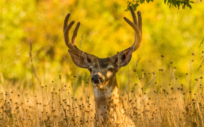 鹿在草地上，角，秋 桌布 圖片