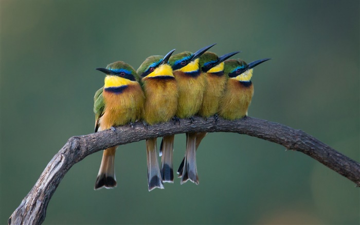 五可愛鳥兒站在樹枝 桌布 圖片