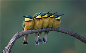 五可愛鳥兒站在樹枝 高清桌布