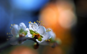 園林花卉，白色的花瓣，耀斑，春天，背景虛化 高清桌布