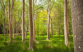 森林，林木，草，夏天 高清桌布