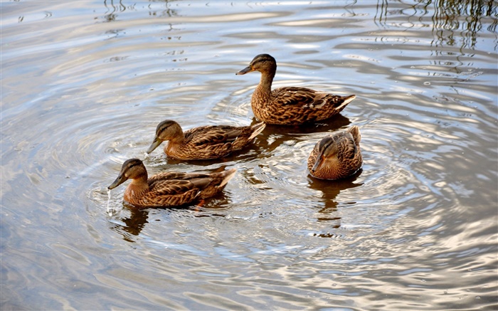 四鴨子在池塘裡，水，波浪 桌布 圖片