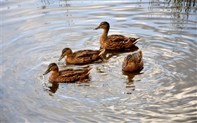 四鴨子在池塘裡，水，波浪 高清桌布
