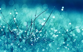 草，藍色風格，雨水，水滴，眩光 高清桌布