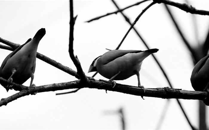 灰色的鳥，樹枝 桌布 圖片