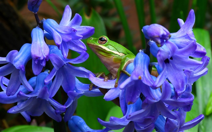 風信子，花藍，樹蛙 桌布 圖片