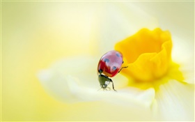 瓢蟲，昆蟲，黃色的花，花瓣 高清桌布