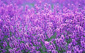 薰衣草花場，紫色的世界，夏天 高清桌布