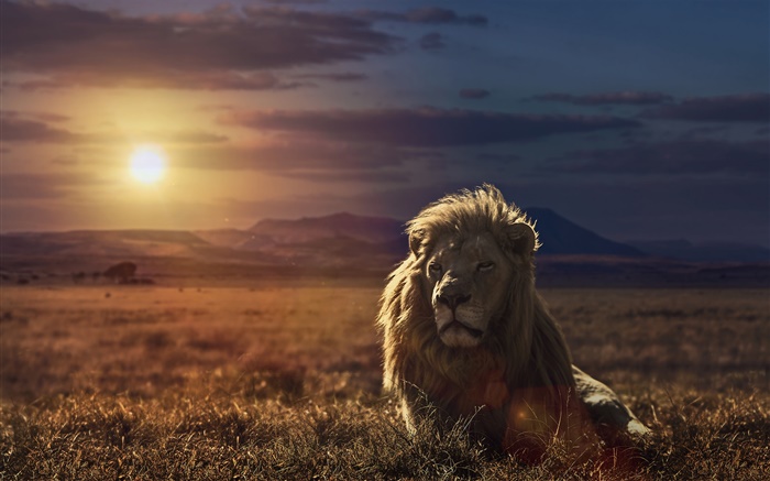 獅子在日落，草 桌布 圖片