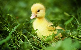 在草叢中的小鴨子