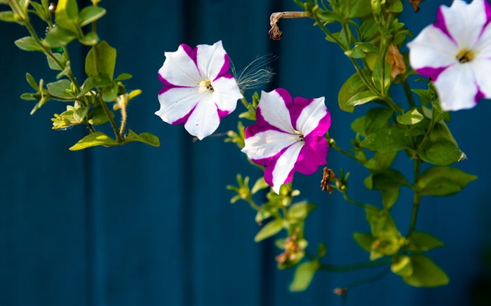 小花朵，白色的花瓣紫 桌布 圖片