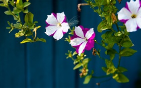 小花朵，白色的花瓣紫 高清桌布