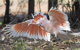 米切氏鳳頭鸚鵡，鸚鵡，翅膀