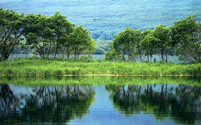 自然景觀，樹木，綠色，河，水中的倒影 桌布 圖片