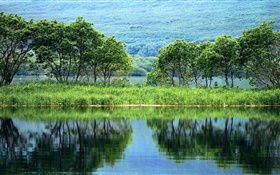 自然景觀，樹木，綠色，河，水中的倒影 高清桌布