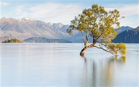 新西蘭，瓦納卡湖，山，孤獨的樹
