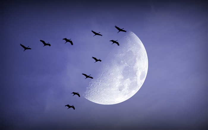 晚上，月亮，鳥飛行，天空 桌布 圖片