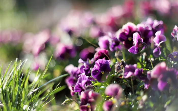 三色堇，花紫紅色，紫羅蘭色，春天 桌布 圖片