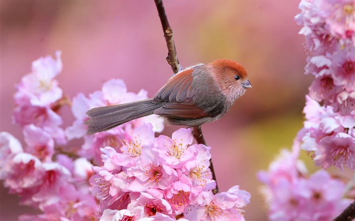 粉紅色的花朵，鳥，花園，春天 桌布 圖片