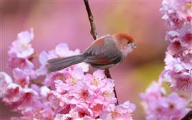粉紅色的花朵，鳥，花園，春天
