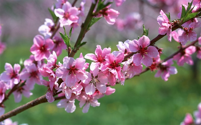 粉紅色的花朵，樹木，樹枝，春天 桌布 圖片