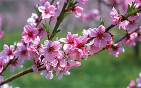 粉紅色的花朵，樹木，樹枝，春天