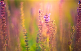 粉紫色花朵，模糊背景，眩光