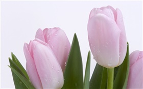 粉紅色的鬱金香，花，葉，水滴 高清桌布