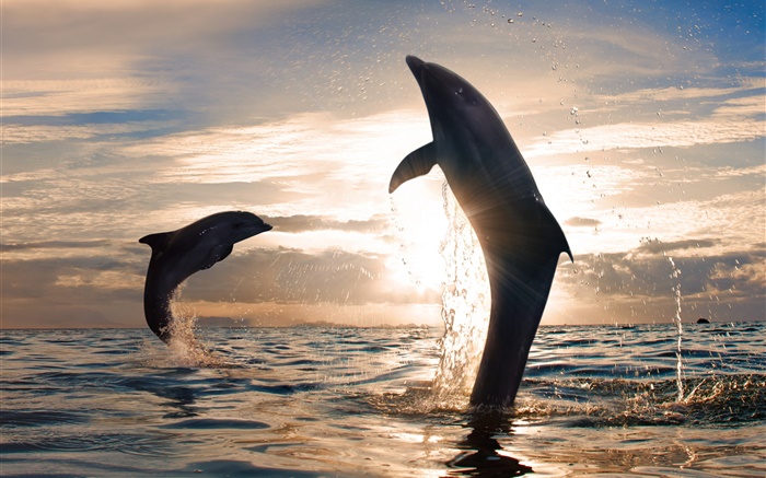 俏皮海豚跳躍，防水濺，海，日落 桌布 圖片