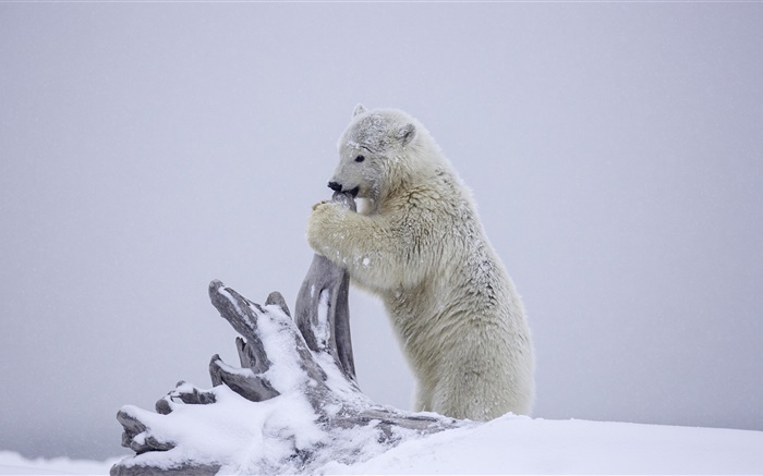 北極熊，熊崽玩，冬天，雪，阿拉斯加 桌布 圖片