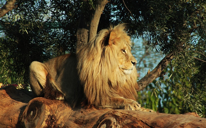 捕食者，獅子休息，樹，葉子 桌布 圖片