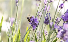 紫色的花，薰衣草，昆蟲，蜜蜂