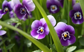 紫色的花，紫羅蘭，草，綠色 高清桌布