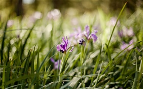 紫色蘭花，鮮花，綠草